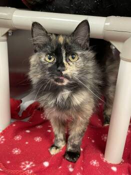 Domestic Medium Hair Cats Available for Adoption in Covington, Virginia - Squeak | PetCurious