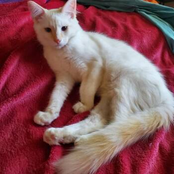 Mr. White Angel -  Domestic Medium Hair Cat for Adoption in Eagle Mountain, Utah - Mr. White Angel | PetCurious