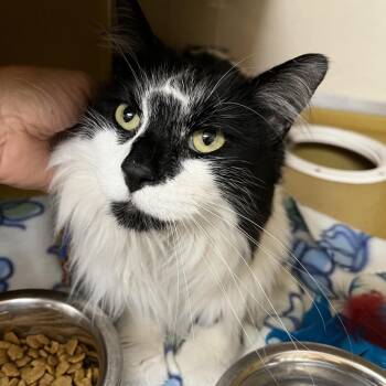Cedar 54535 -  Domestic Long Hair Cat for Adoption in Las Vegas, Nevada - Cedar 54535 | PetCurious