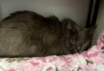 NICO -  Domestic Long Hair Cat for Adoption in Kalamazoo, Michigan - NICO | PetCurious