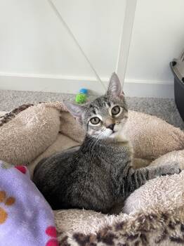 Rescue Domestic Short Hair Cats for Adoption in Norwalk, Connecticut - Cinnamon (with Sibling) | PetCurious