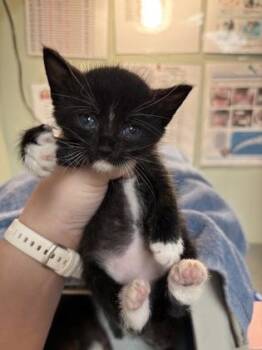 Stark -  Domestic Short Hair Cat for Adoption in Picayune, Mississippi - Stark | PetCurious