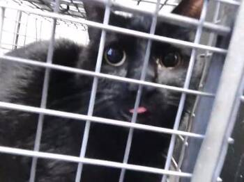 Domestic Short Hair Cats Available for Adoption in Tulsa, Oklahoma - MISO | PetCurious