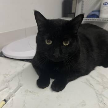 Hoca Poca -  Domestic Short Hair Cat for Adoption in St. Louis, Missouri - Hoca Poca | PetCurious