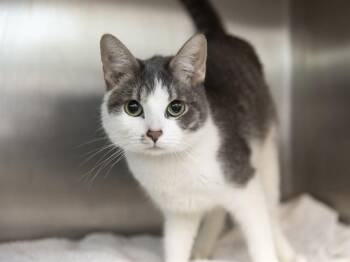MINNOW -  Domestic Short Hair Cat for Adoption in Phoenix, Arizona - MINNOW | PetCurious