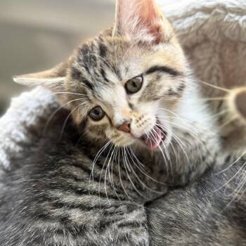 Domestic Short Hair Cats Available for Adoption in Cumming, Georgia - Mel | PetCurious