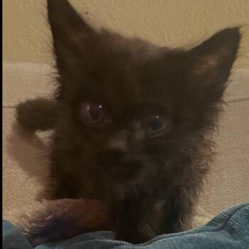 Empanada -  Domestic Long Hair Cat for Adoption in Garfield, Arkansas - Empanada | PetCurious