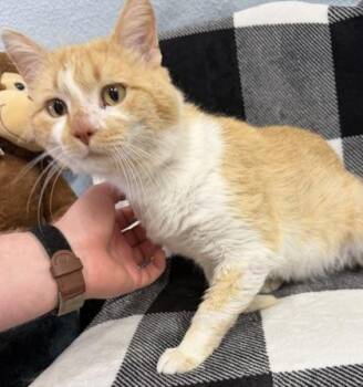 Halen -  Domestic Short Hair Cat Available for Adoption in Mccook, Nebraska - Halen | PetCurious