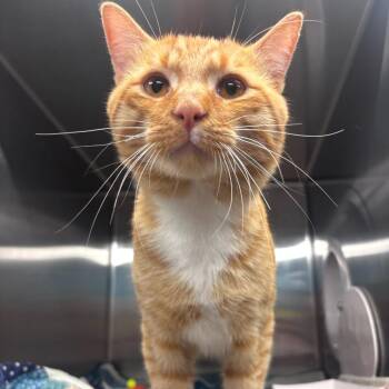 Maury -  Domestic Short Hair Cat for Adoption in Belleville, Illinois - Maury | PetCurious