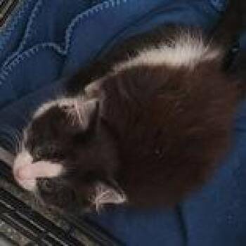 PePe Le Pew -  Domestic Long Hair Cat for Adoption in Portsmouth, Ohio - PePe Le Pew | PetCurious