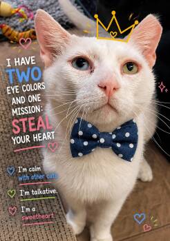 Rodeo -  Domestic Short Hair and Siamese Cat for Adoption in Austin, Texas - Rodeo | PetCurious