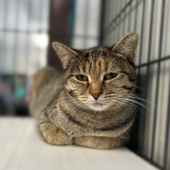 Rescue Domestic Short Hair Cats for Adoption in Davenport, Iowa - Be Responsible! | PetCurious