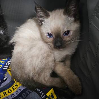 Rescue Siamese and Domestic Short Hair Cats for Adoption in Wahiawa, Hawaii - Ika | PetCurious