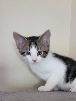 McCrispy -  Domestic Short Hair Cat for Adoption in Logan, Utah - McCrispy | PetCurious