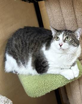 Rescue Domestic Short Hair Cats for Adoption in Scottsdale, Arizona - Mini | PetCurious