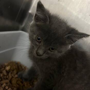Domestic Short Hair Cats Available for Adoption in Lufkin, Texas - Robin | PetCurious