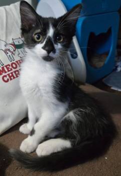 Rescue Domestic Medium Hair Cats for Adoption in Seal Beach, California - Sebastian | PetCurious