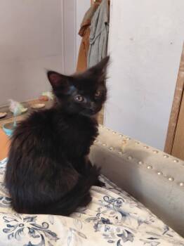 Maine Coon Cats Available for Adoption in Belton, Missouri - Angora | PetCurious