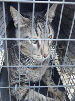 Domestic Short Hair Cats Available for Adoption in Fort Lauderdale, Florida - A2475069 | PetCurious