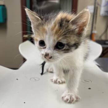 Domestic Short Hair Cats Available for Adoption in Pauls Valley, Oklahoma - Christina | PetCurious