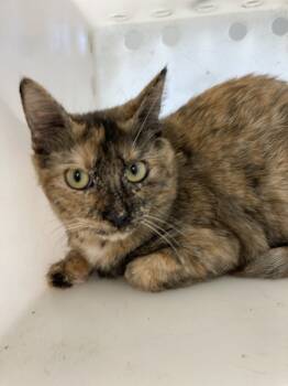 Rescue Domestic Short Hair Cats for Adoption in Houston, Texas - Callie | PetCurious