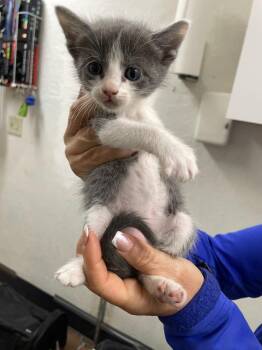 Domestic Short Hair Cats Available for Adoption in Chico, California - Apricot | PetCurious