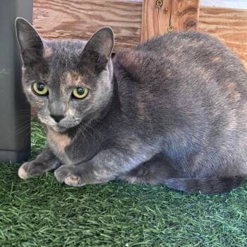 Frida -  Domestic Short Hair Cat for Adoption in San Pablo, California - Frida | PetCurious