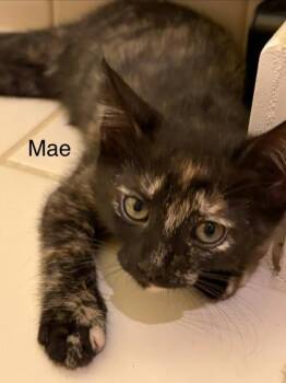 Mae -  Domestic Short Hair Cat for Adoption in Honolulu, Hawaii - Mae | PetCurious
