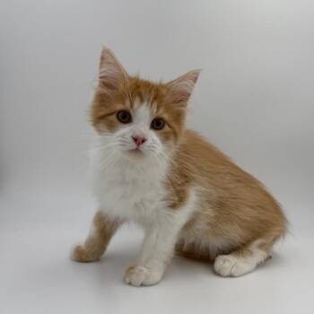 Baritone -  Domestic Long Hair Cat for Adoption in State College, Pennsylvania - Baritone | PetCurious