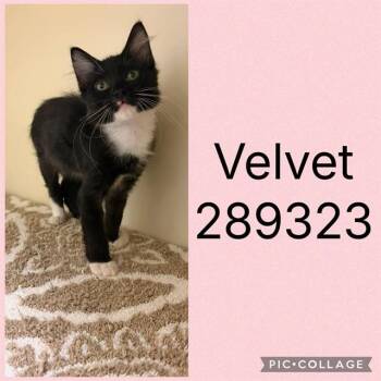 VELVET -  Domestic Short Hair Cat for Adoption in Macon, Georgia - VELVET | PetCurious