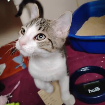 Roo -  Domestic Short Hair Cat for Adoption - Roo | PetCurious