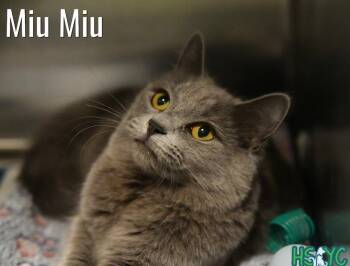 Domestic Medium Hair Cats Available for Adoption in Fort Mill, South Carolina - Miu Miu | PetCurious