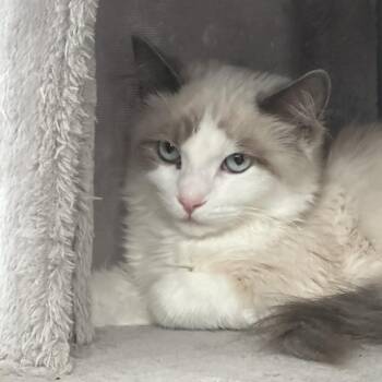 Jagger -  Ragdoll and Domestic Medium Hair Cat for Adoption in Redmond, Washington - Jagger | PetCurious