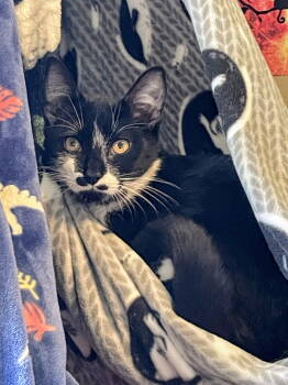 Rescue Domestic Short Hair Cats for Adoption in Nazareth, Pennsylvania - Mr. Squiggles | PetCurious