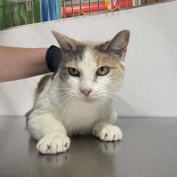 Rescue Domestic Short Hair Cats for Adoption in New York, New York - Dumplin | PetCurious