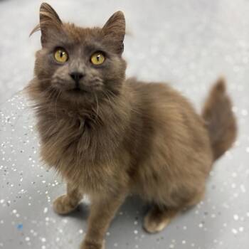 Dave -  Domestic Long Hair Cat for Adoption in Marshalltown, Iowa - Dave | PetCurious