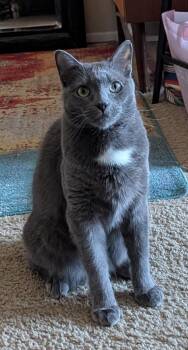 Domestic Short Hair and Tabby Cats Available for Adoption - Tsunade | PetCurious