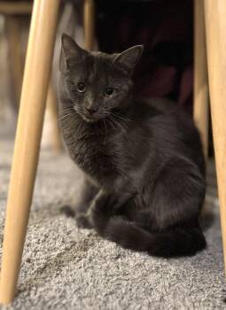 Domestic Short Hair Cats Available for Adoption in Jersey City, New Jersey - Eleanor | PetCurious