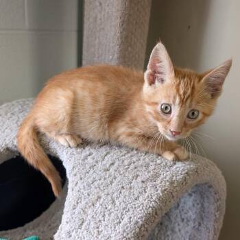 Mufasa -  Domestic Short Hair Cat for Adoption in Independence, Kansas - Mufasa | PetCurious