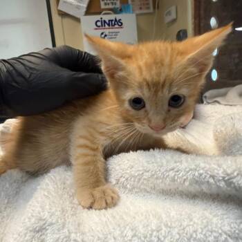 Blue -  Domestic Short Hair Cat for Adoption in Pasadena, California - Blue | PetCurious