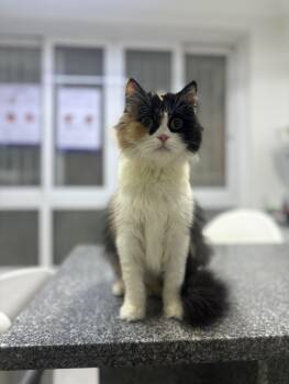 Gamila - super friendly and loving -  Persian Cat for Adoption in Toronto, Ontario - Gamila - Super Friendly And Loving | PetCurious
