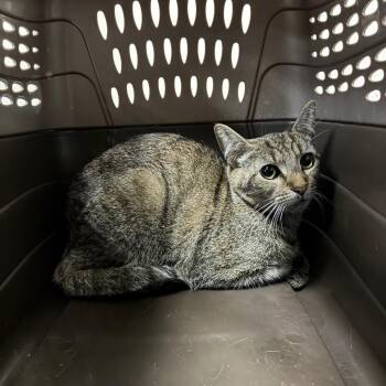 Domestic Short Hair Cats Available for Adoption in Pasadena, California - Pineapple | PetCurious