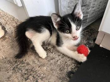 Kessler -  Domestic Short Hair Cat for Adoption in St. Peters, Missouri - Kessler | PetCurious