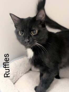 Ruffles -  Domestic Short Hair Cat for Adoption in Flint, Michigan - Ruffles | PetCurious