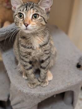 Toots -  Domestic Short Hair Cat for Adoption in Jacksonville, Florida - Toots | PetCurious