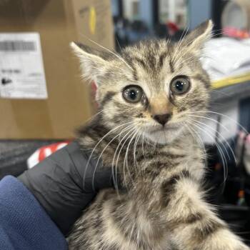 Mercedez -  Domestic Short Hair Cat for Adoption in Newark, New Jersey - Mercedez | PetCurious
