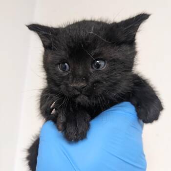 Crow -  Domestic Short Hair Cat for Adoption in Philadelphia, Pennsylvania - Crow | PetCurious