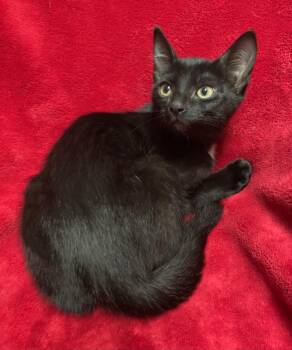 Jax -  Domestic Short Hair Cat for Adoption in Jackson, Michigan - Jax | PetCurious