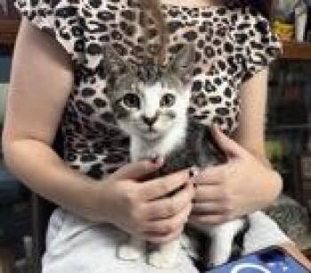 Arwen NOW Minnie -  Domestic Short Hair Cat for Adoption in Portsmouth, Ohio - Arwen NOW Minnie | PetCurious
