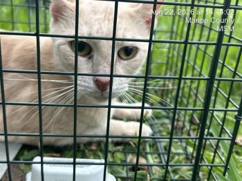 MYA -  Domestic Short Hair Cat for Adoption in Ocala, Florida - MYA | PetCurious